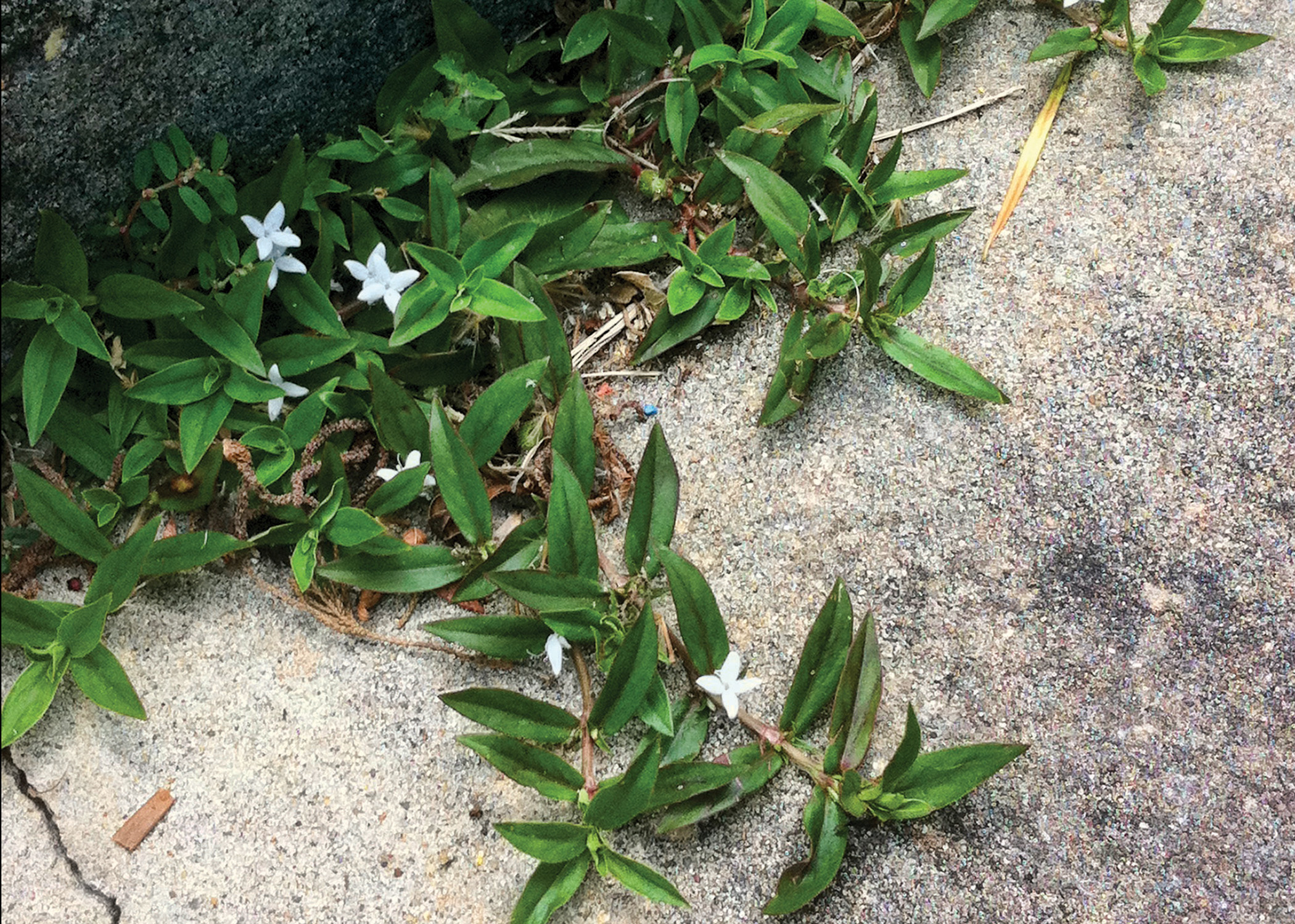 Broadleaf Weeds